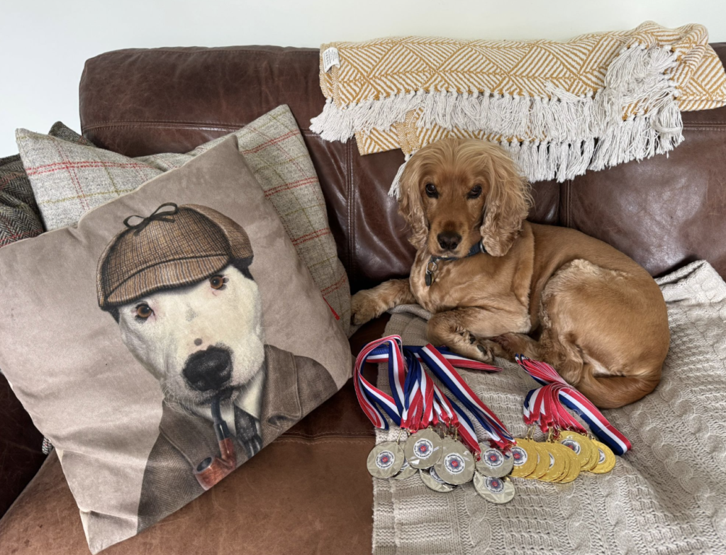 A small brown dog sits on a brown sofa with a cushion and several gold and silver medlas
